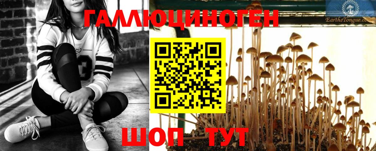 Галлюциногенные грибы Psilocybine cubensis Саратов